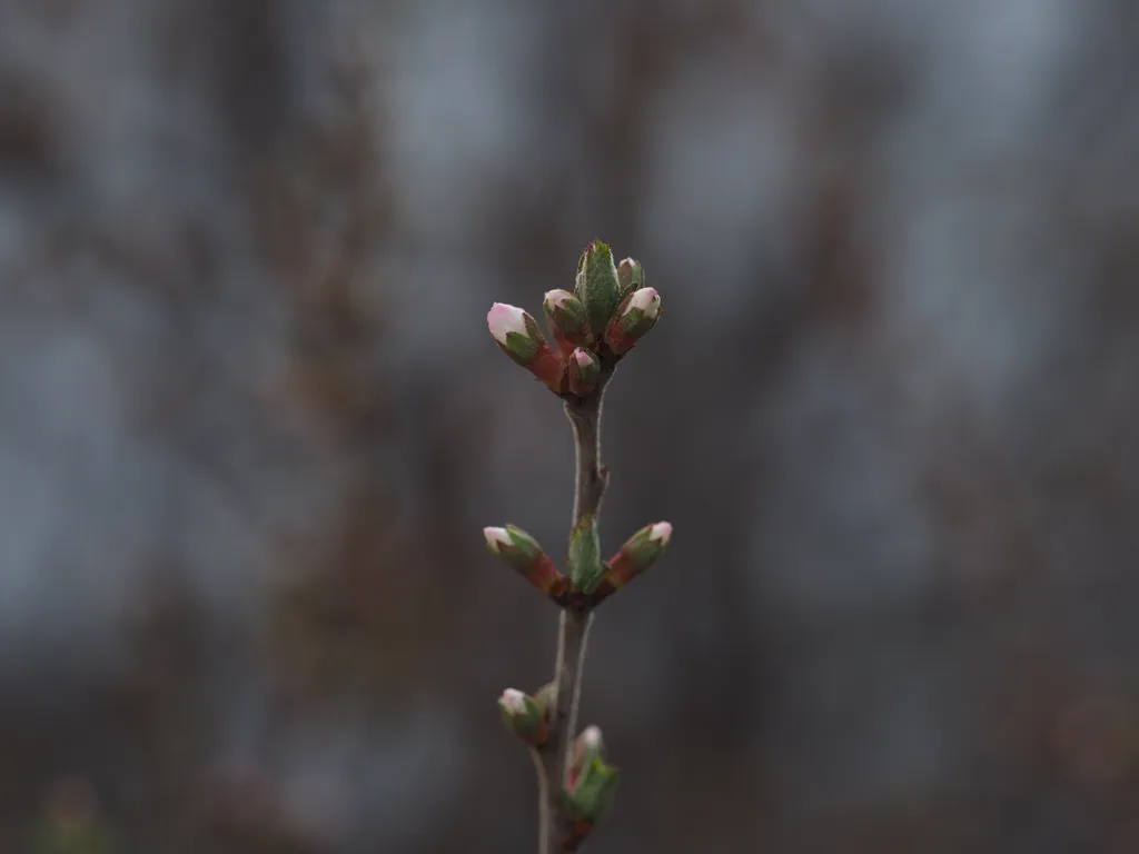 a budding branch