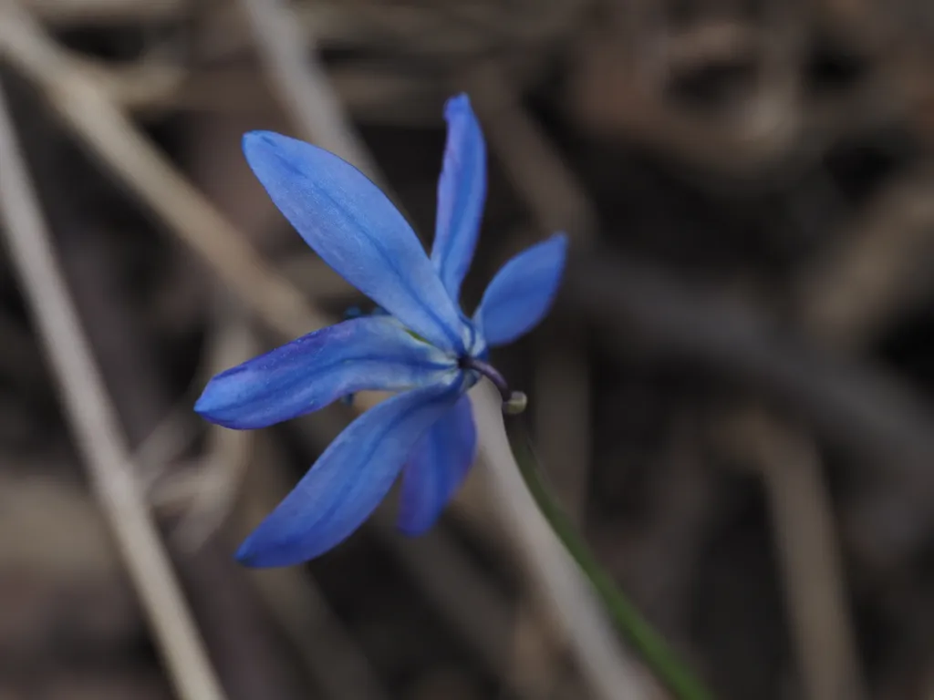 a blue flower