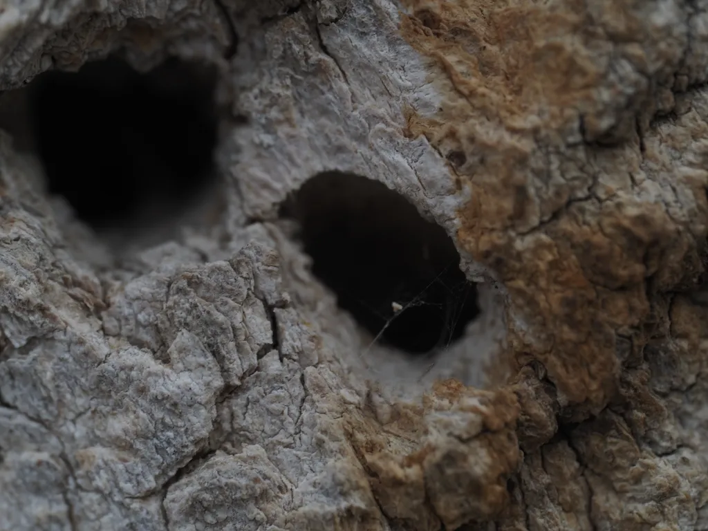 a close-up of a hole in a tree created by a woodpecker with a spider web ini t