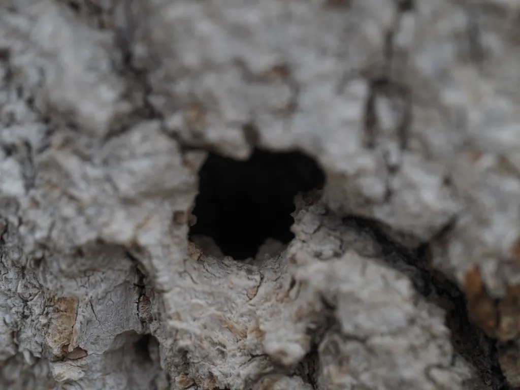 a close-up of a hole in a tree created by a woodpecker