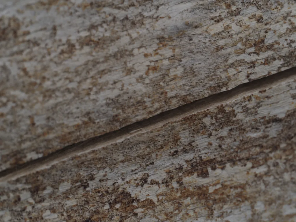 a crack along the length of a fallen tree trunk stripped of bark