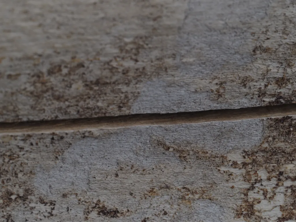 a crack along the length of a fallen tree trunk stripped of bark