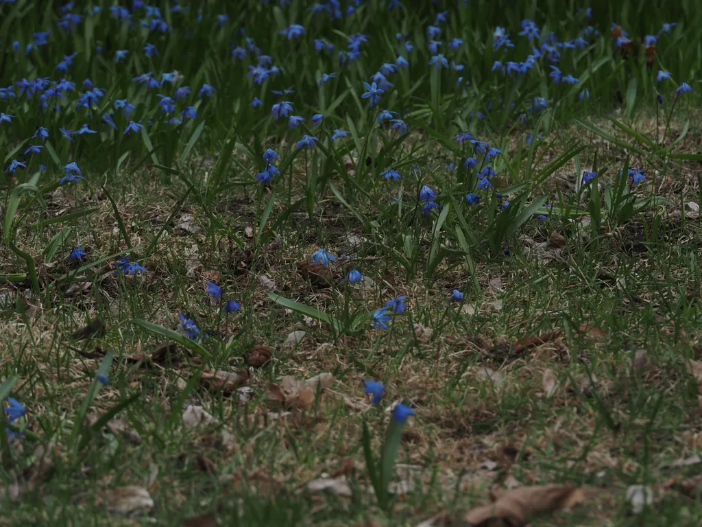 blue flowers in the grass