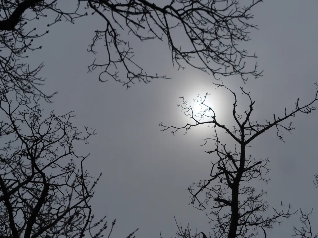 the sun behind branches and uniform clouds