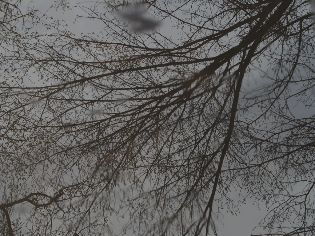 branches reflected in the water