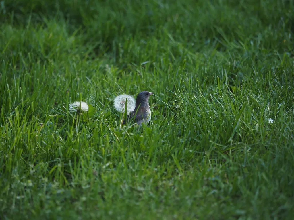 a junko in the grass amidst dandelions