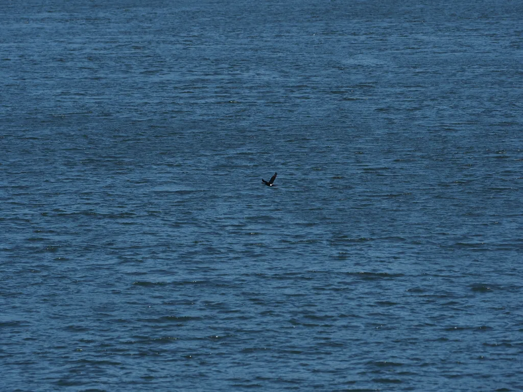 a lone black goose flying over blue water