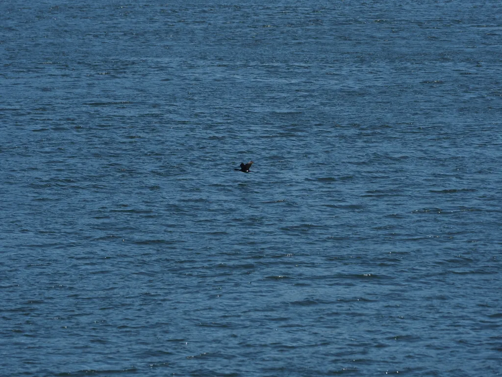 a lone black goose flying over blue water