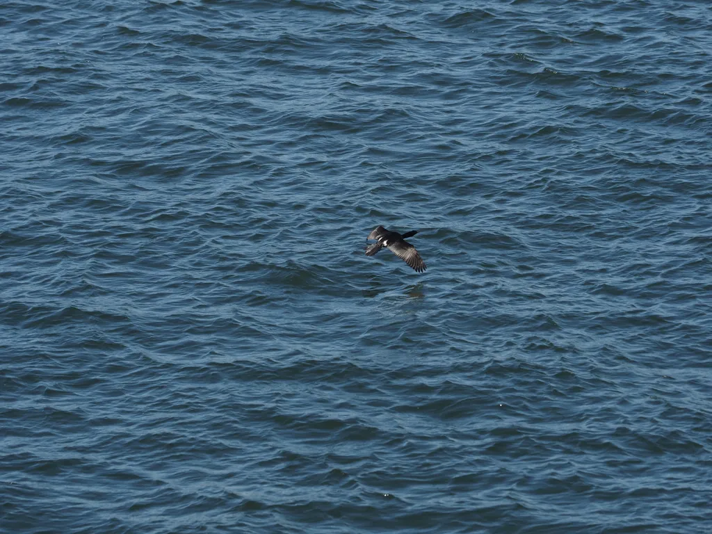 a black goose flying over blue waves