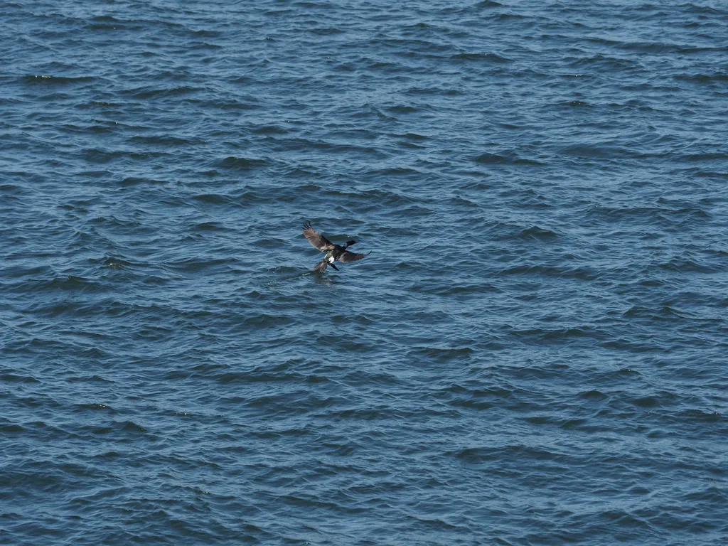 a bird landing in water