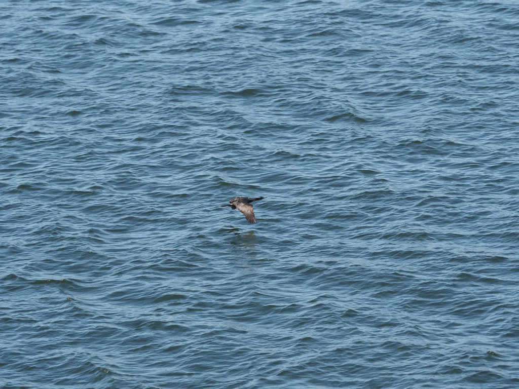 a bird flying above the water