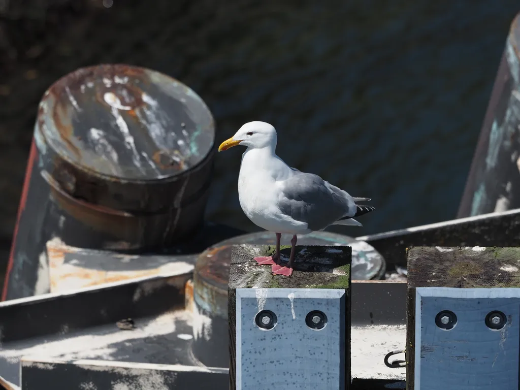 a gull standing on a platform