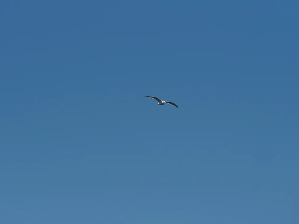 a gull in a clear sky