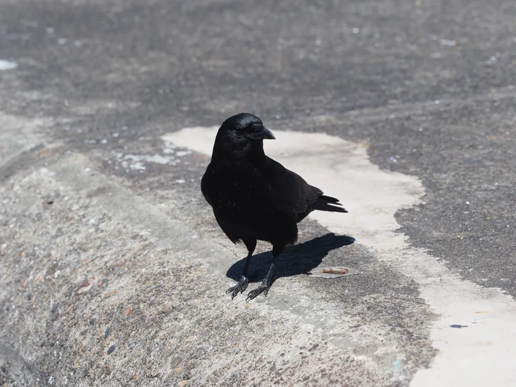 a crow on concrete