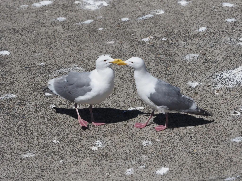 gulls approaching each other