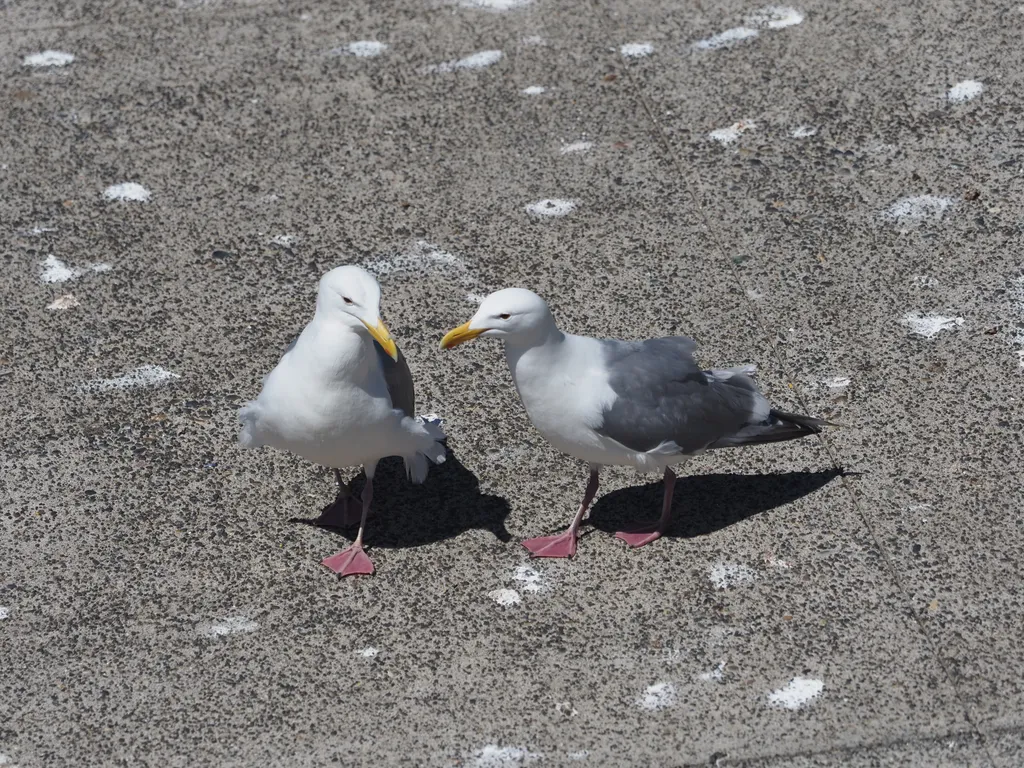 gulls walking together