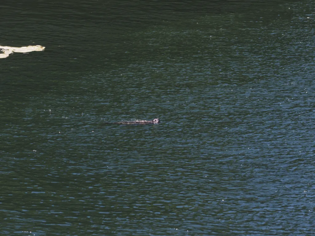 a seal swimming in a lock