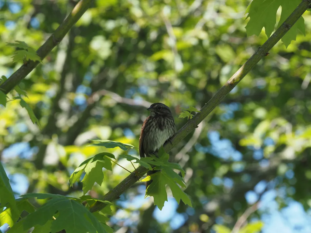 a sparrow in a tree