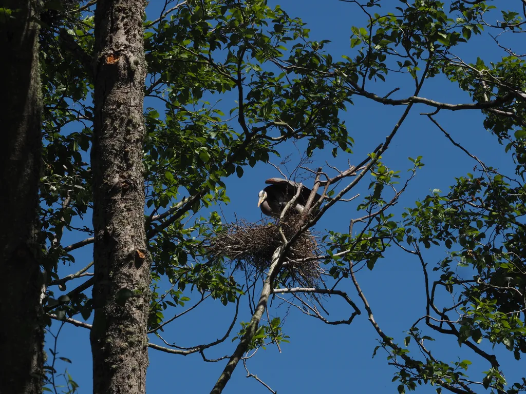 a heron in a tree