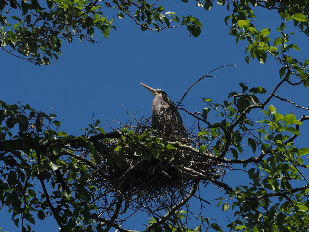 a heron in a tree