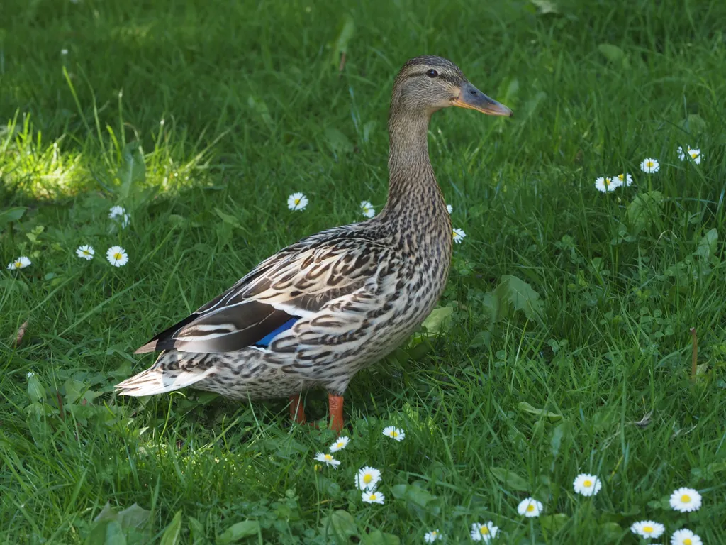 a duck in the grass