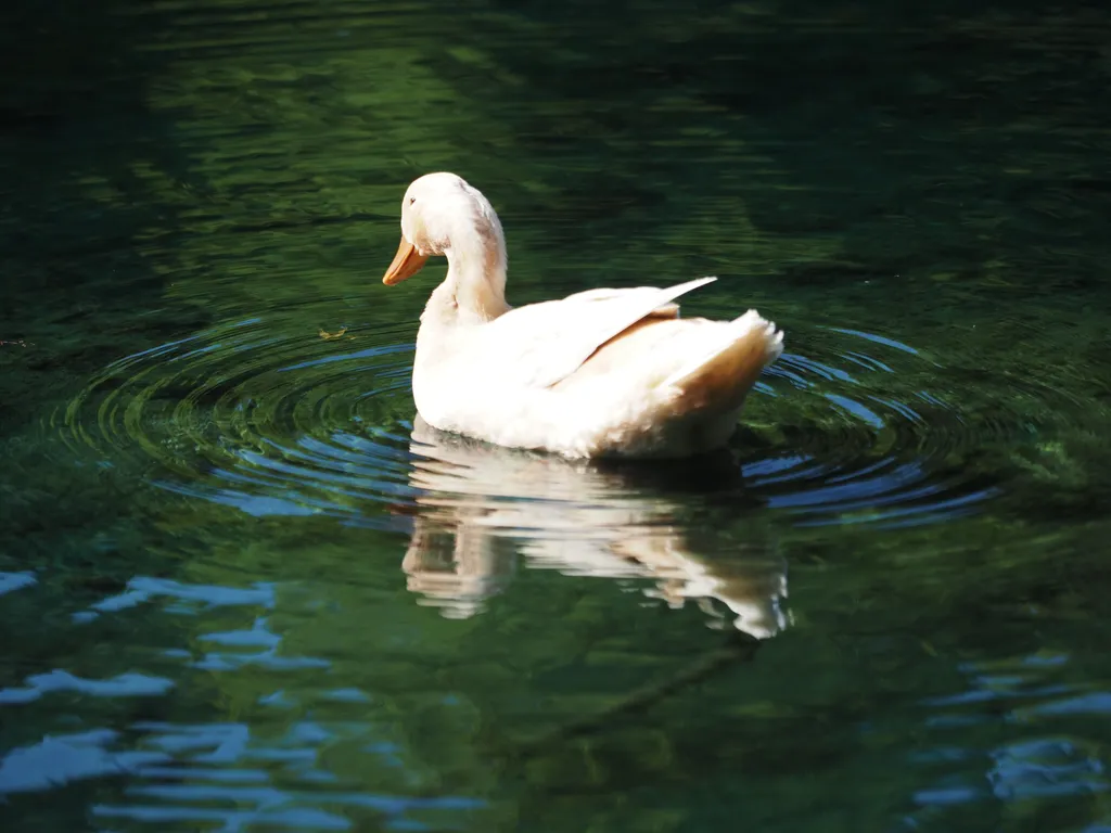 a duck in a pond