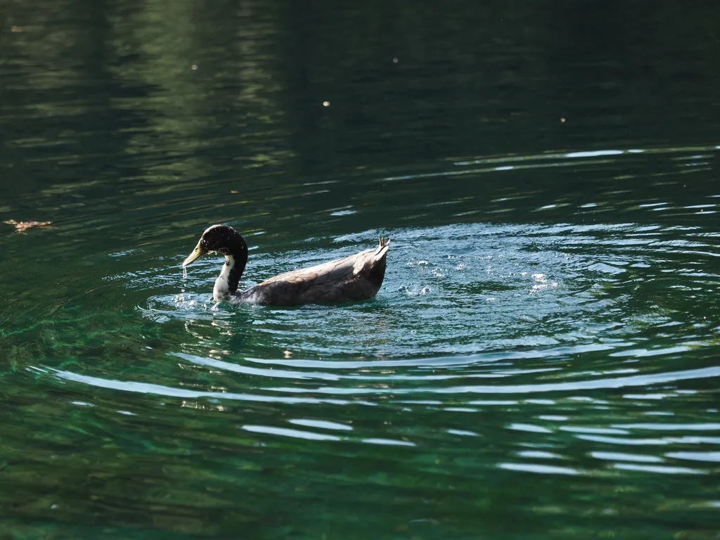 a duck in a pond