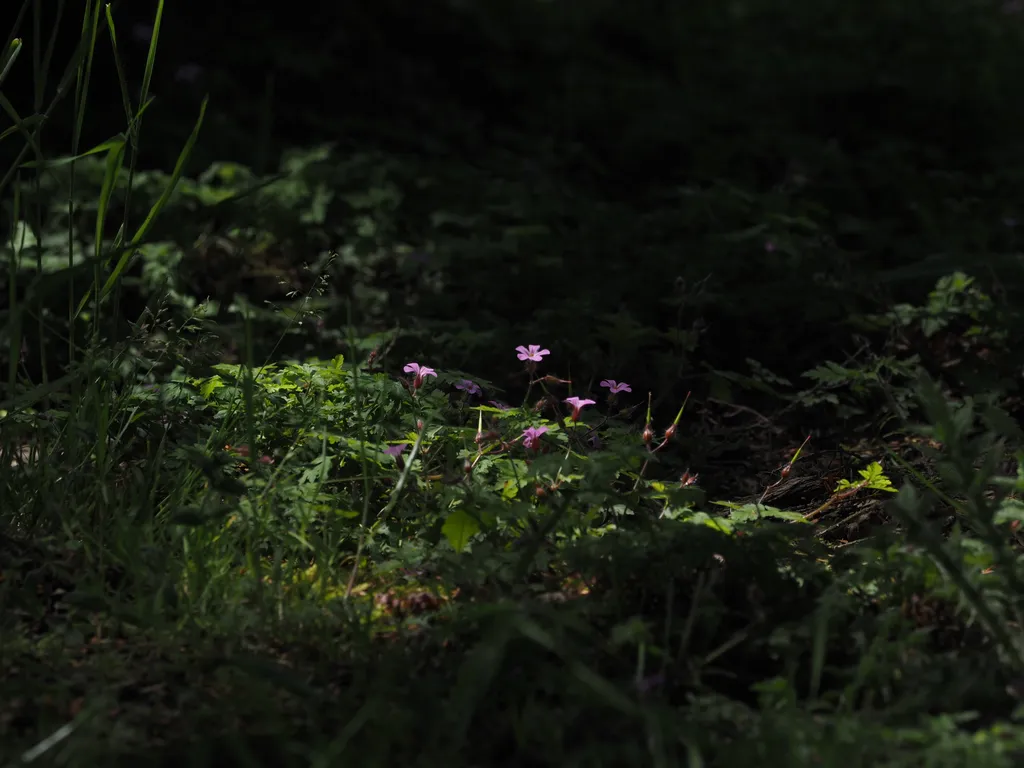 pink flowers growing in the shade