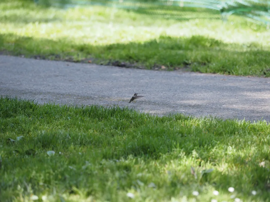 a hovering hummingbird