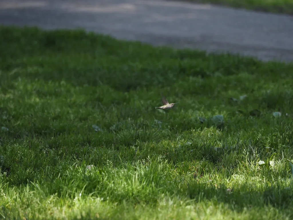 a hovering hummingbird