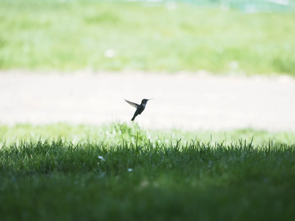 a hovering hummingbird