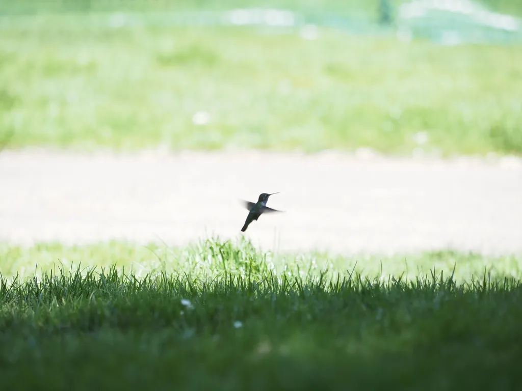 a hovering hummingbird