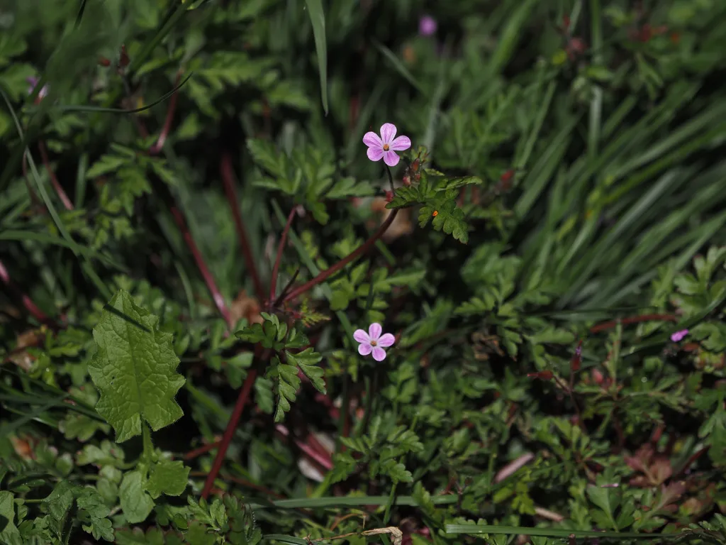 tiny pink flowers