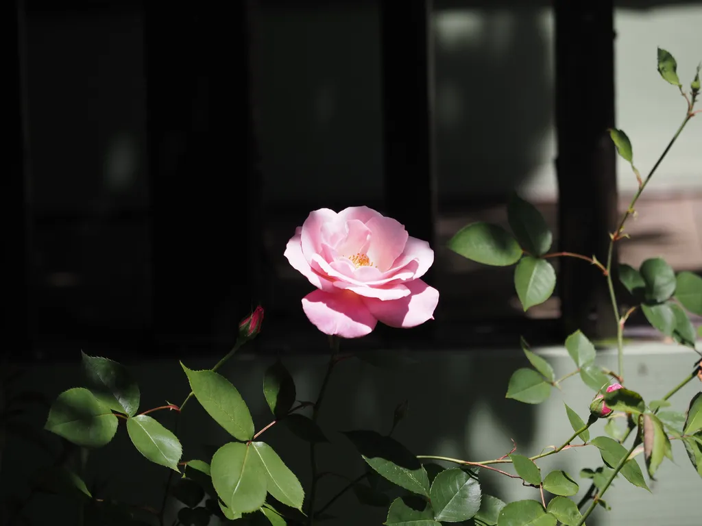 a pink flower blooming in the shade