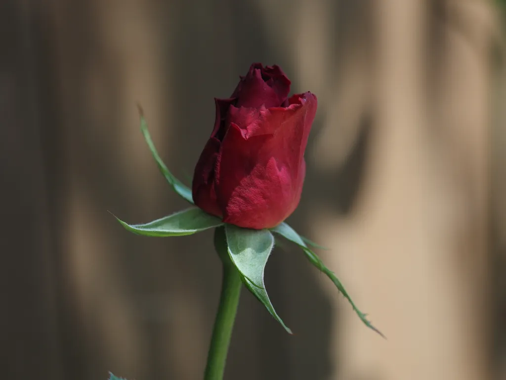 a red rose