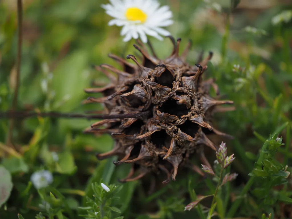 a spiky seedpod in the grass