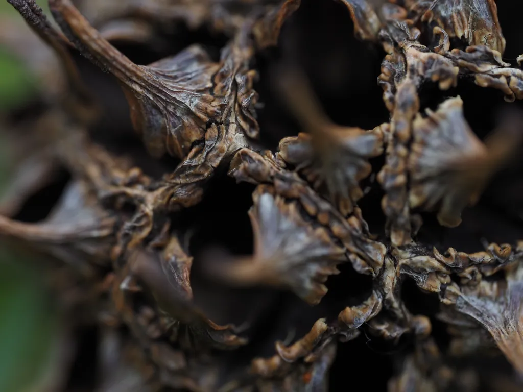 a close-up of a spiky seedpod