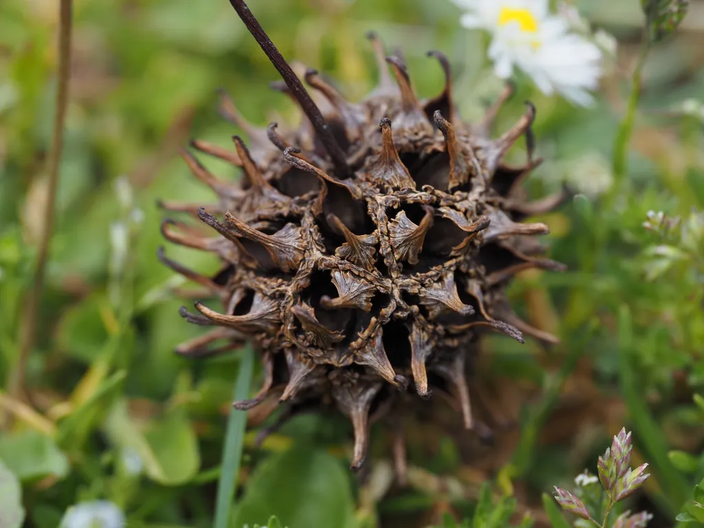 a spiky seedpod in the grass