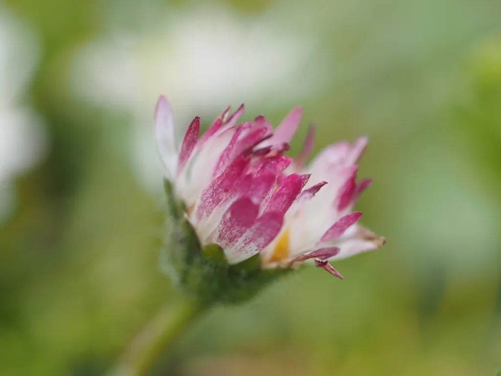 a close-up of a white flower with pink flecks on its petals