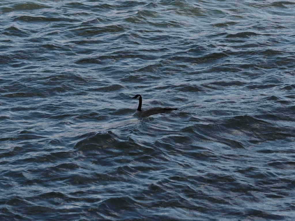 a goose swimming in a rough river