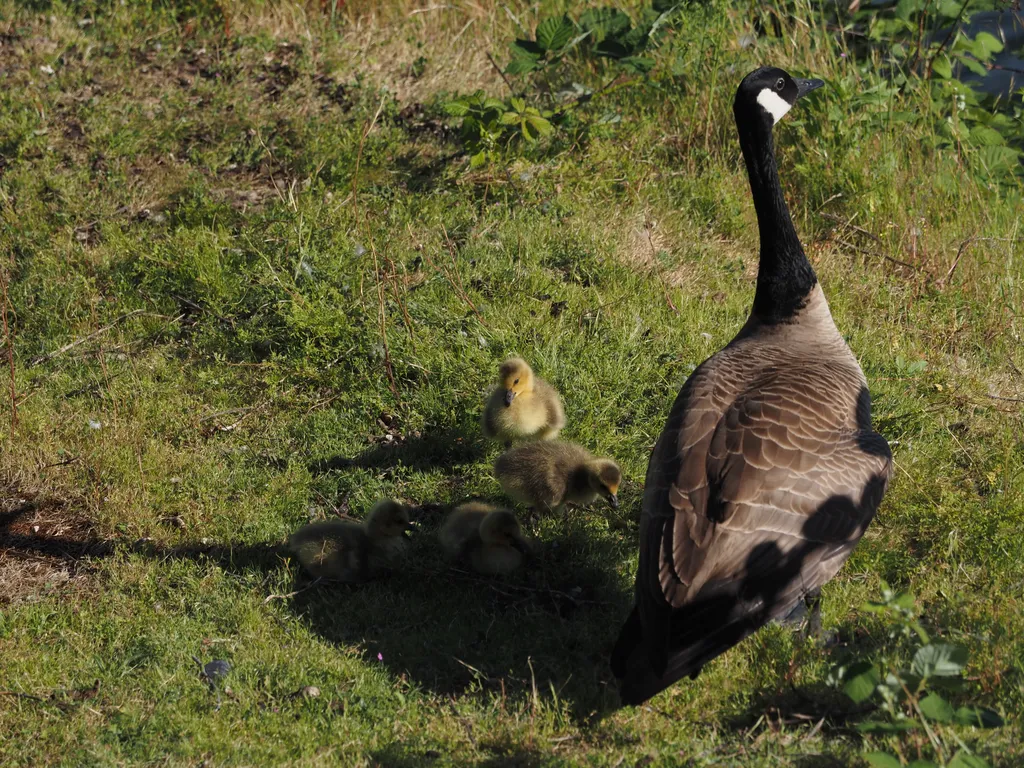 a goose and goslings on a river bank