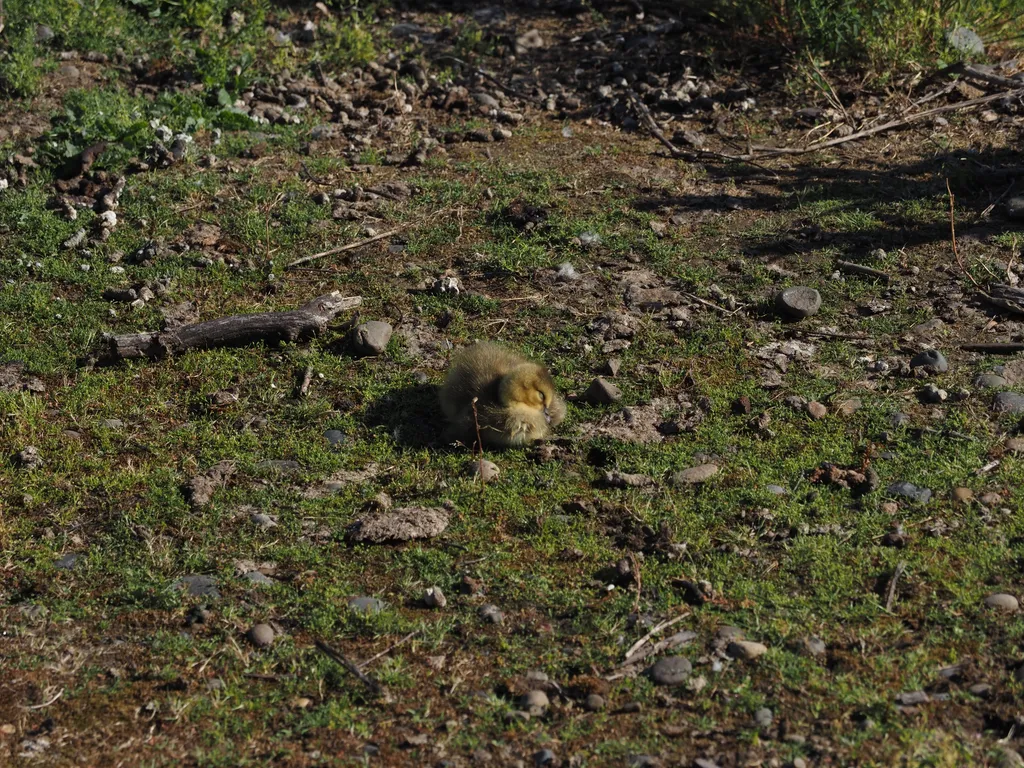 a gosling in the grass