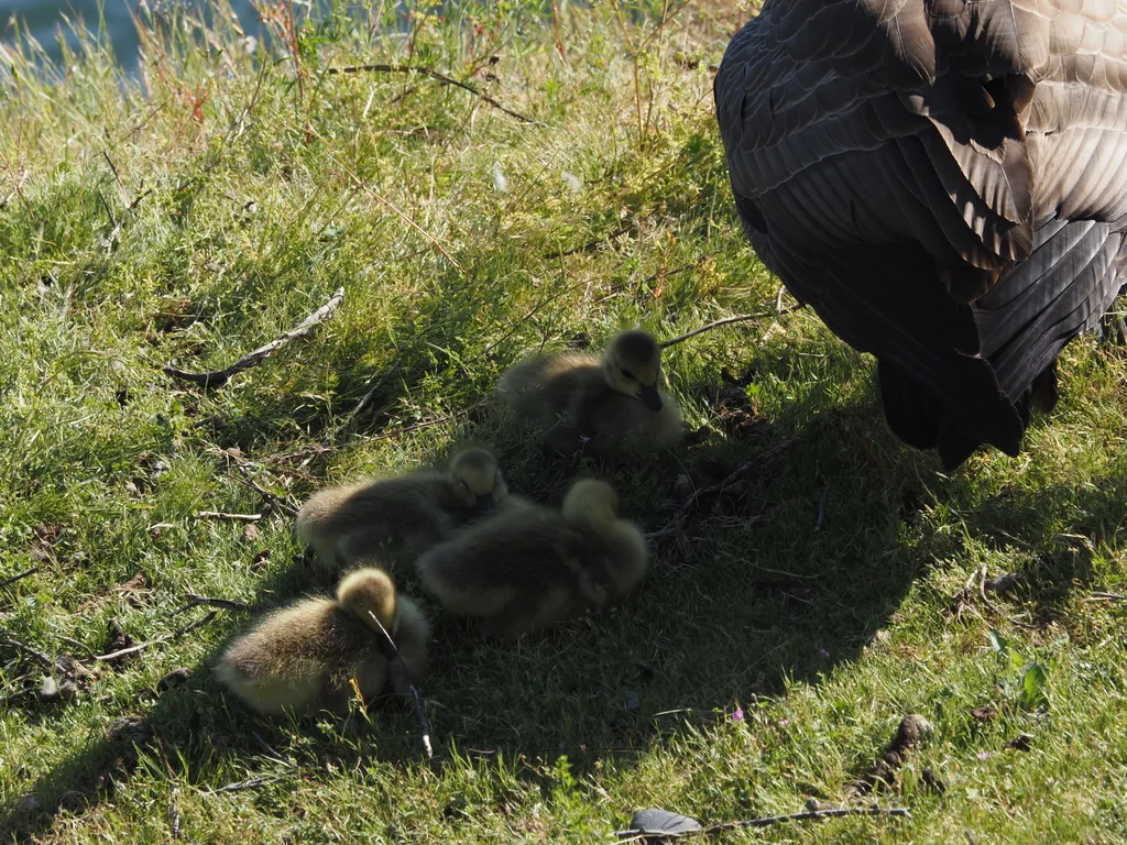 goslings in the shadow of a goose