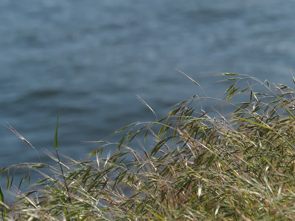 grass at the edge of a river