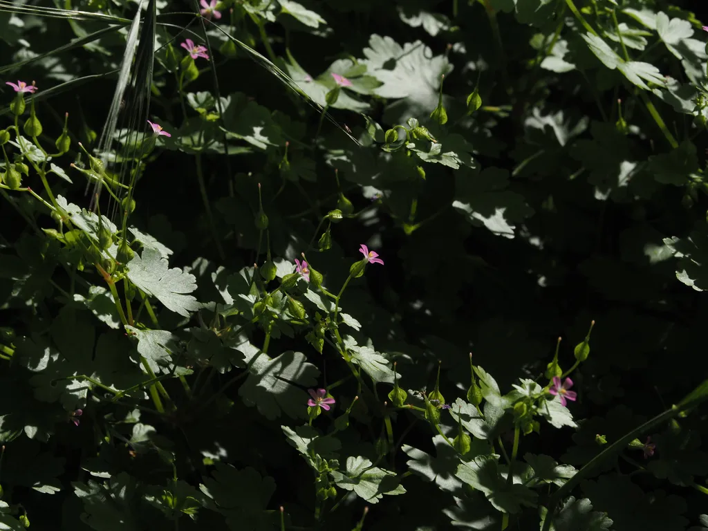 small pink flowers