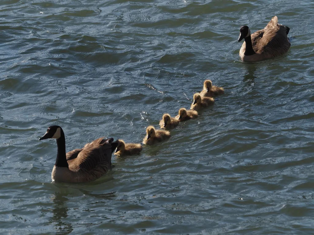 geese escorting goslings through a river