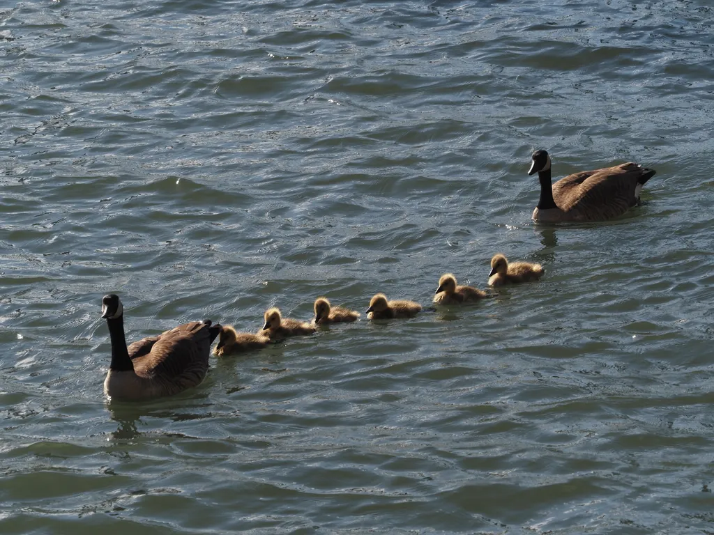 geese escorting goslings through a river