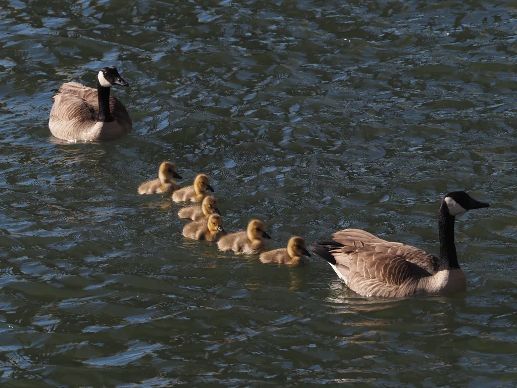 geese escorting goslings through a river