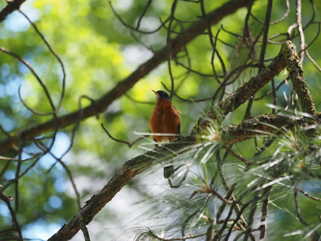 a red-breasted bird in a tree