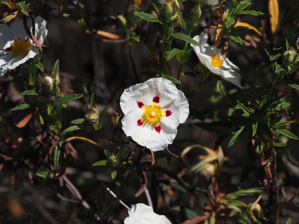 a white flower with a yellow center and one bleeding red splotch on each of its five petals